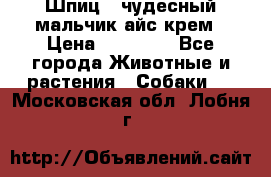 Шпиц - чудесный мальчик айс-крем › Цена ­ 20 000 - Все города Животные и растения » Собаки   . Московская обл.,Лобня г.